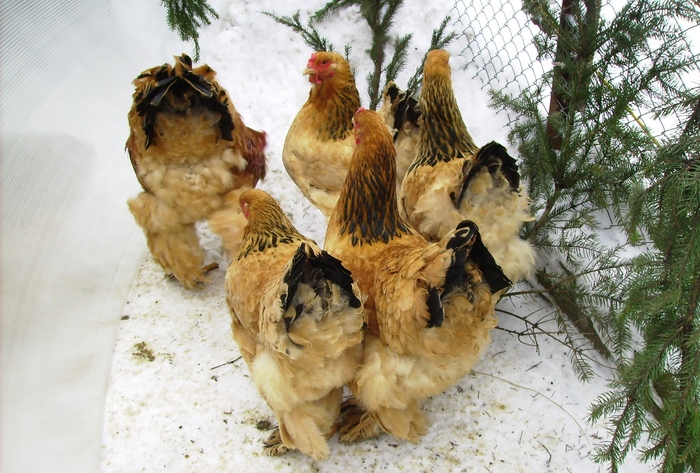 BRAHMA COLUMBIA IMGP1161