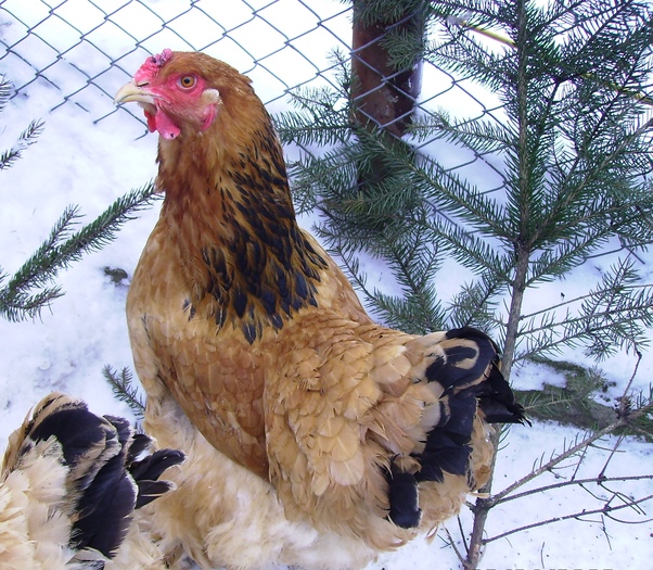 BRAHMA COLUMBIA IMGP1163