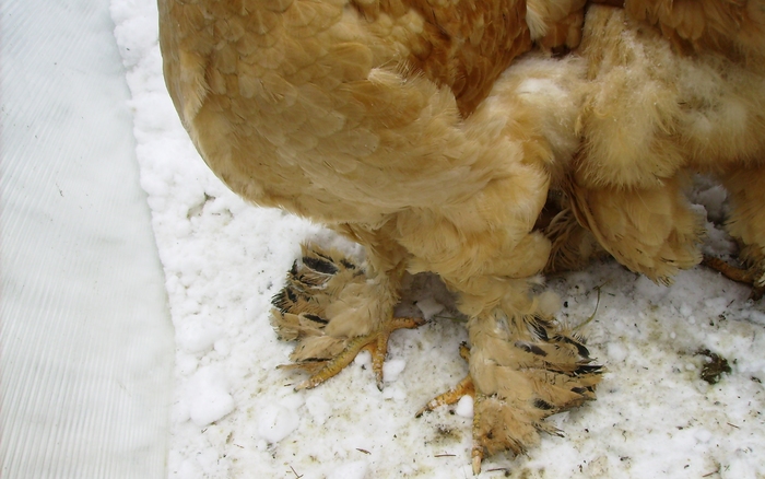 BRAHMA COLUMBIA IMGP1170