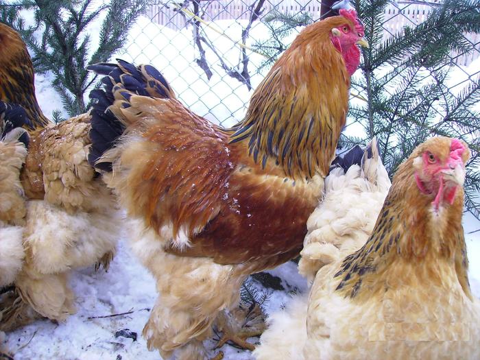 BRAHMA COLUMBIA IMGP1171