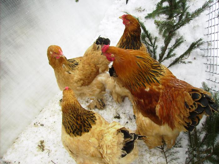 BRAHMA COLUMBIA IMGP1172