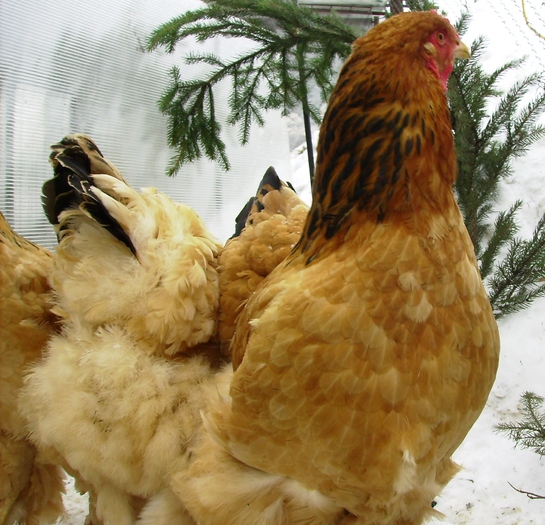 BRAHMA COLUMBIA IMGP1174