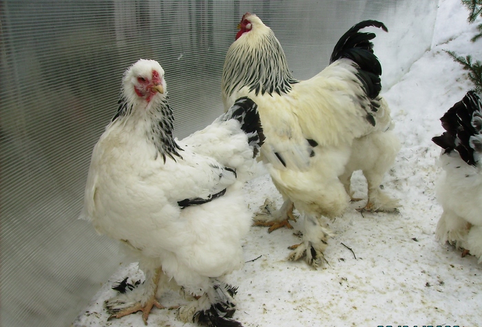 BRAHMA HERMINAT DESCHIS IMGP1122