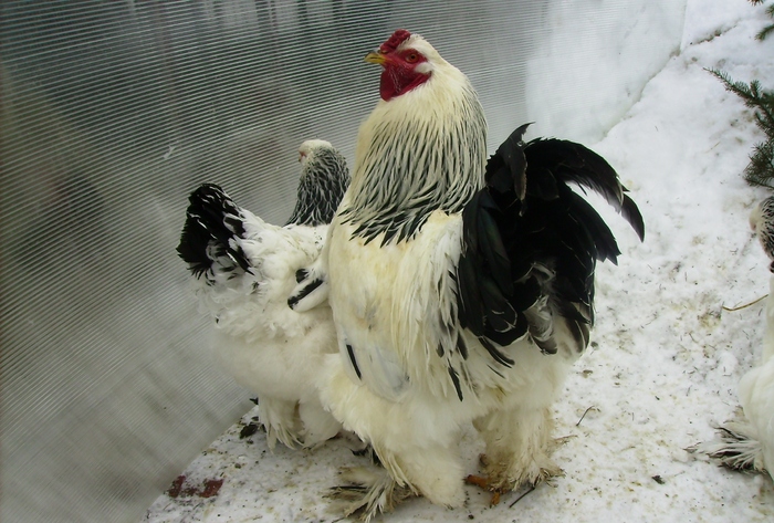 BRAHMA HERMINAT DESCHIS IMGP1124