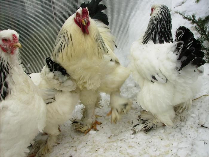 BRAHMA HERMINAT DESCHIS IMGP1126