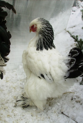 BRAHMA HERMINAT DESCHIS IMGP1128