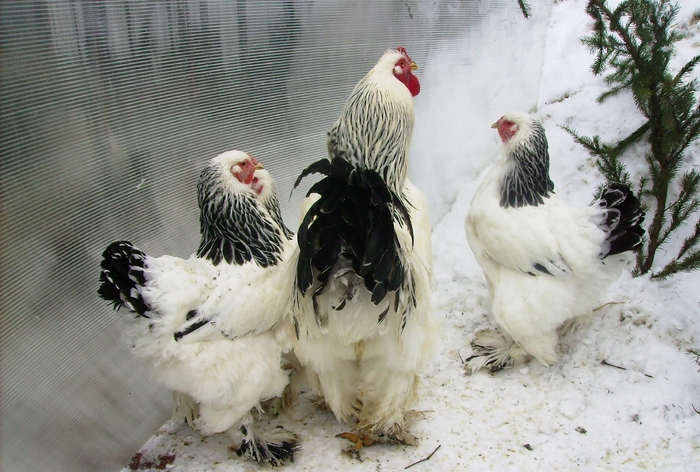 BRAHMA HERMINAT DESCHIS IMGP1129