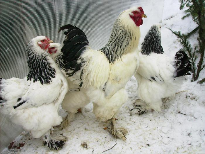 BRAHMA HERMINAT DESCHIS IMGP1130