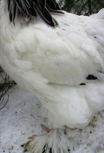 BRAHMA HERMINAT DESCHIS IMGP1135