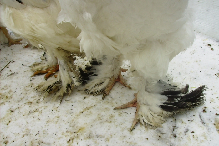 BRAHMA HERMINAT DESCHIS IMGP1140