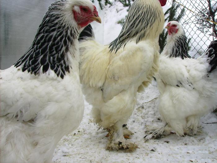 BRAHMA HERMINAT DESCHIS IMGP1141