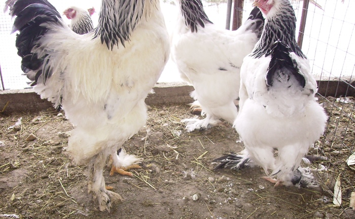 BRAHMA HERMINAT DESCHIS