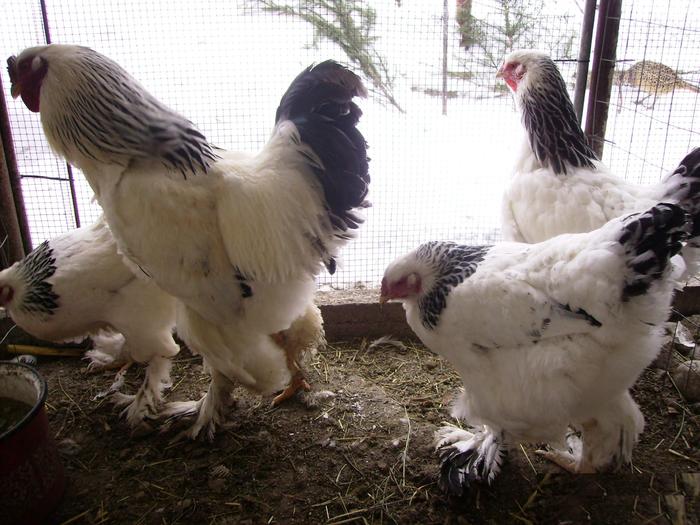 BRAHMA HERMINAT DESCHISIMGP0933