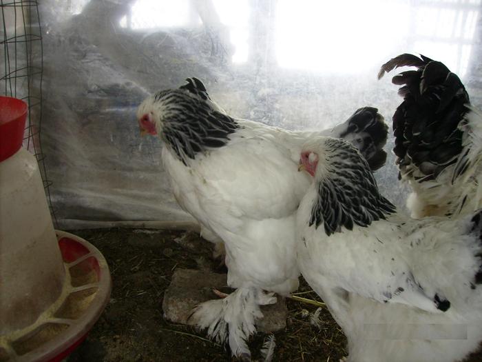 BRAHMA HERMINAT DESCHISIMGP0935