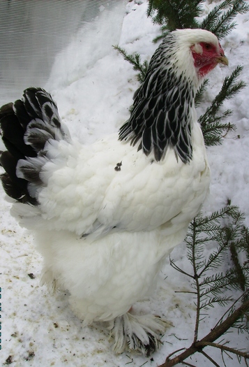 BRAHMA HERMINAT DESCHISIMGP1121