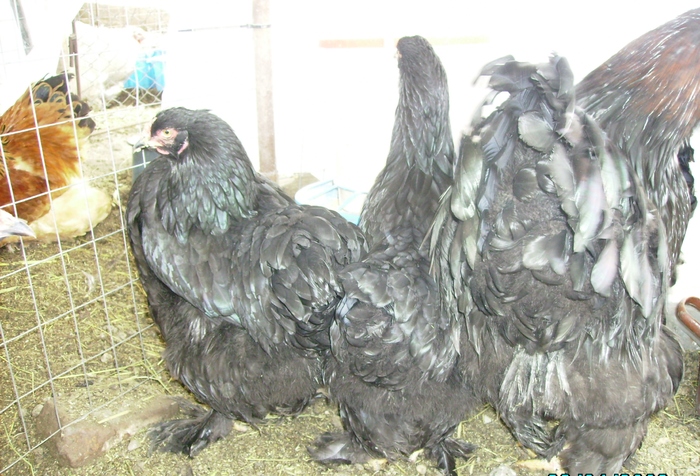 BRAHMA NEGRU 2