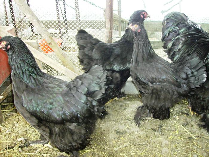 BRAHMA NEGRU IMGP0979