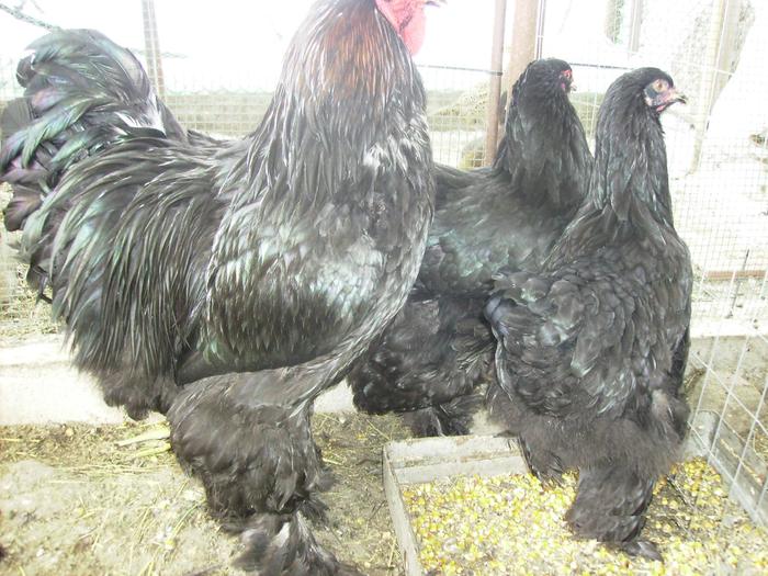 BRAHMA NEGRU IMGP0981