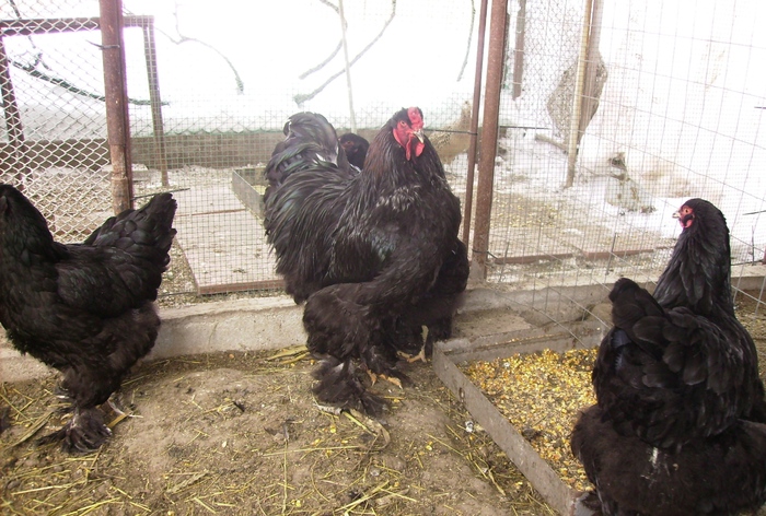 BRAHMA NEGRU IMGP0982