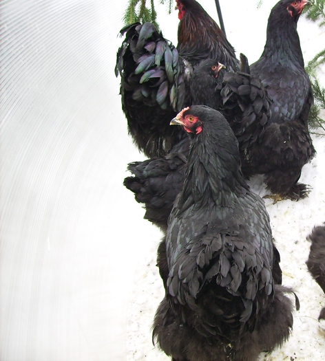 BRAHMA NEGRU IMGP1177