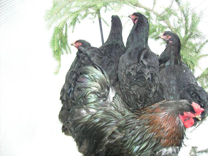 BRAHMA NEGRU IMGP1178