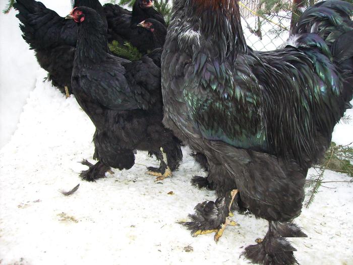 BRAHMA NEGRU IMGP1179