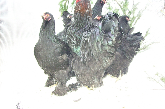 BRAHMA NEGRU IMGP1180