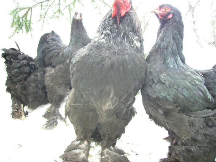 BRAHMA NEGRU IMGP1183