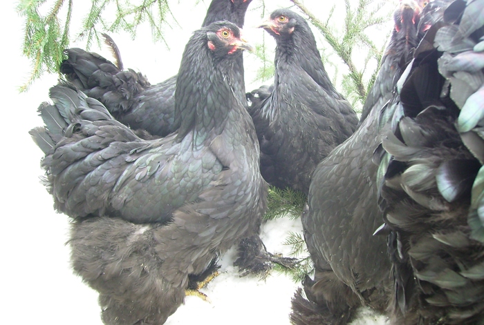 BRAHMA NEGRU IMGP1184