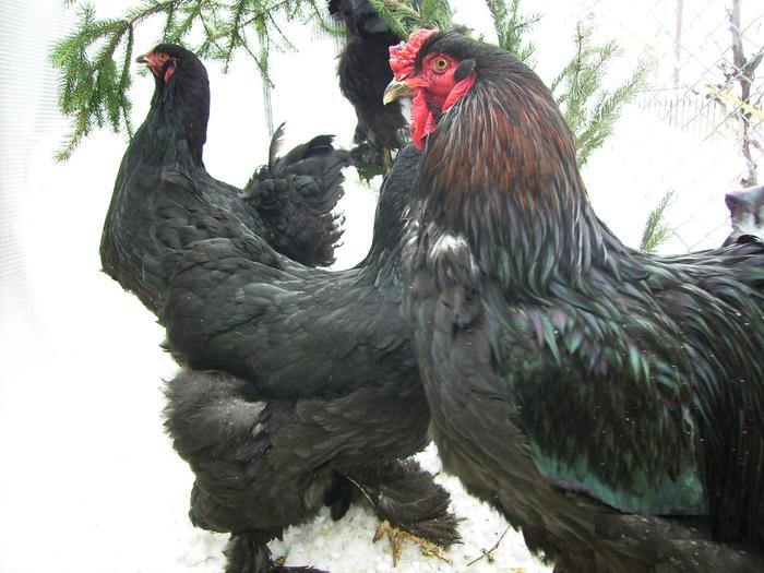 BRAHMA NEGRU IMGP1185