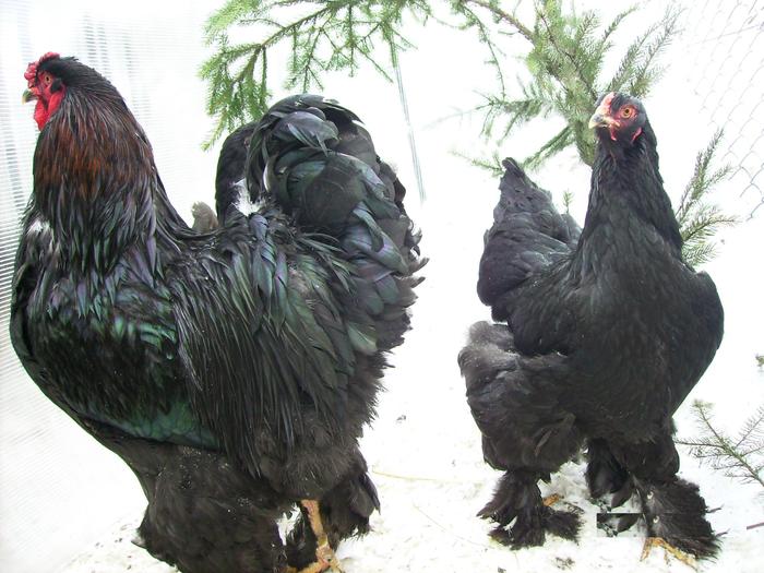 BRAHMA NEGRU IMGP1186