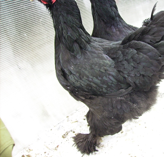 BRAHMA NEGRU IMGP1187