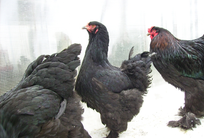 BRAHMA NEGRU IMGP1188