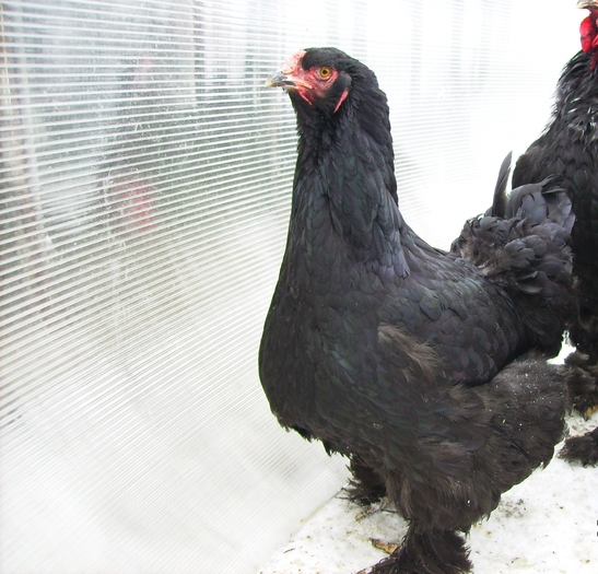 BRAHMA NEGRU IMGP1189