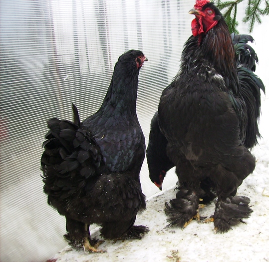 BRAHMA NEGRU IMGP1190