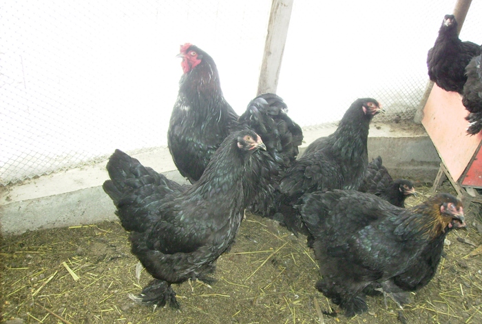 BRAHMA NEGRUIMGP0955