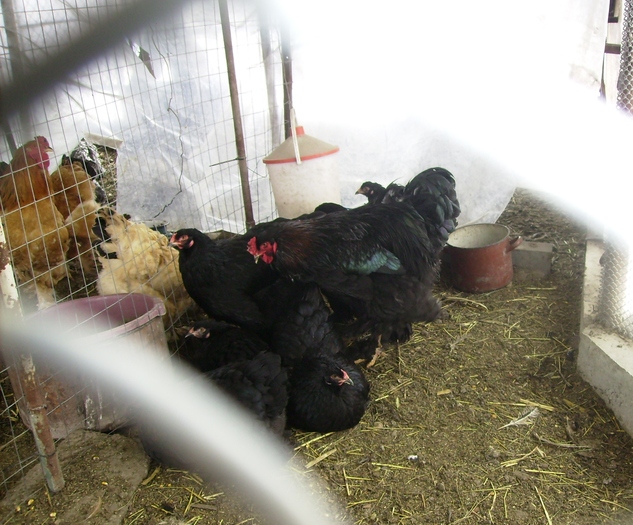 BRAHMA NEGRUIMGP1013