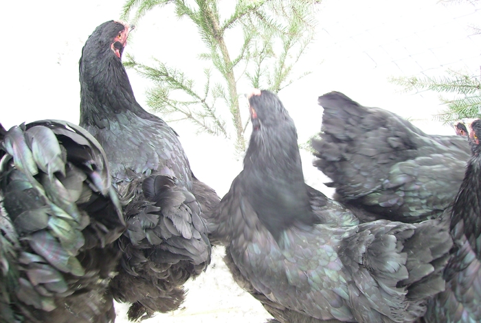 BRAHMA NEGRUIMGP1176