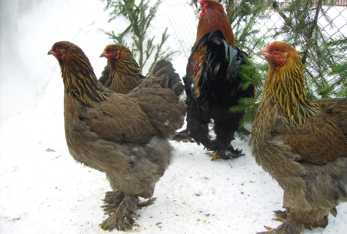 BRAHMA POTARNICHIU IMGP1114