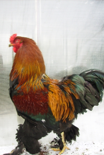 BRAHMA POTARNICHIU IMGP1118 - 1 BRAHMA