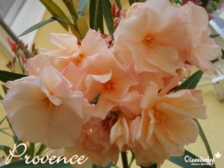 oleander-58