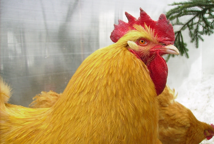 ORPITON GALBEN  IMGP1225