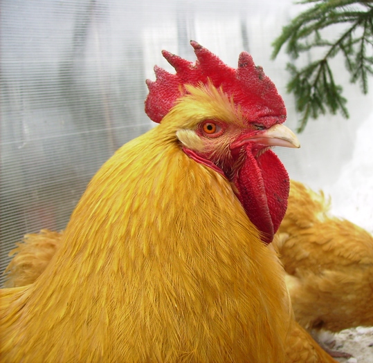 ORPITON GALBEN  IMGP1226