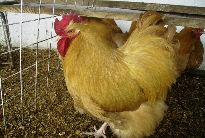 ORPITON GALBEN IMGP1018