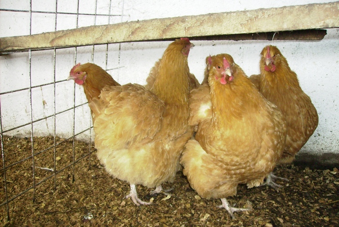 ORPITON GALBEN IMGP1019