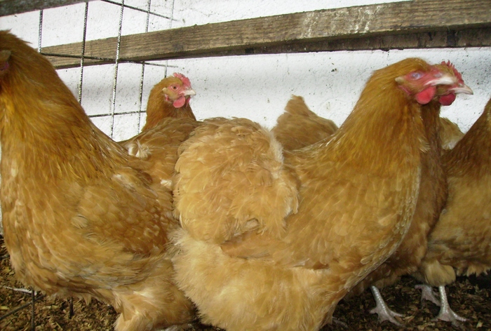 ORPITON GALBEN IMGP1021