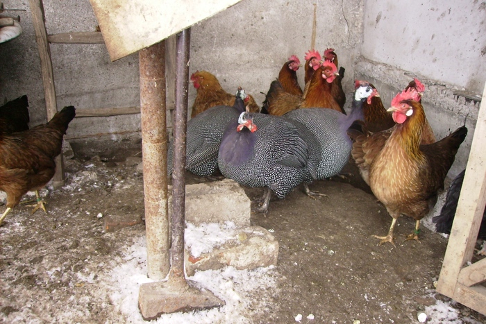 BIBILICI ITALIENE IMGP1052