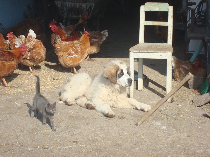 DSC01447; Pin de Plai Vrancean 4,5 luni
