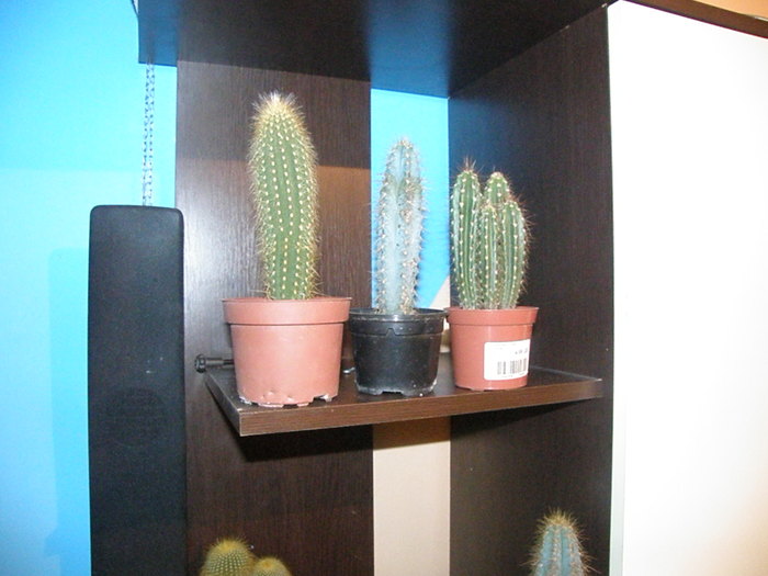 PA249787; cactusi
