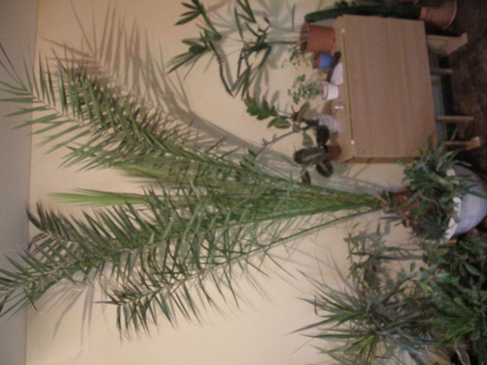 PA249823 - flori